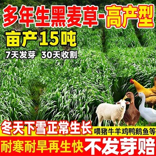 多年生黑麦草草籽牧草种子四季鱼草籽种喂猪牛羊鸡鸭鹅四倍体高产