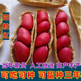 带壳红皮花生2025新货农家新鲜四粒红花生米自然晒干种子生的新货