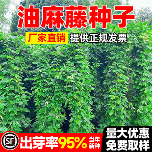 油麻藤种子爬藤植物四季常青边坡矿山工程绿化护坡固土攀爬草种籽