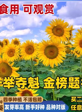 一举夺魁高杆向日葵种孑子盆栽室外庭院易活观赏切花食用葵花种籽