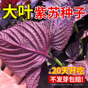 紫苏种子可食用双面红紫苏籽大叶紫苏种孑四季耐热阳台盆栽蔬菜种