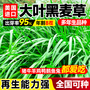 进口四倍体黑麦草种籽猪牛羊四季多年生牧草鱼兔鸡鸭鹅黑麦草子种