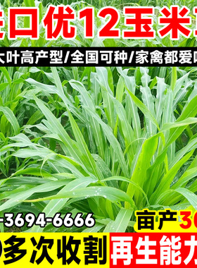 墨西哥玉米草种籽牧草种子猪牛多年生再生畜牧养殖喂鱼草种籽四季
