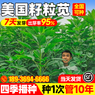 美国籽粒苋种子进口优质牧草籽高蛋白千穗谷鸡鸭鹅家禽喜食苋菜孑
