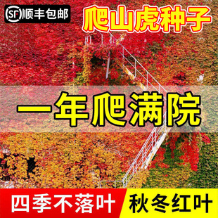 爬山虎爬藤植物四季树苗庭院室外开花藤蔓绿植物种子籽不落叶常绿