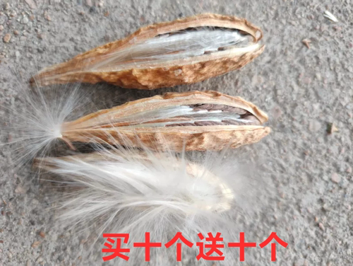 萝藦果子天浆壳科老瓜瓢(可直播用)带毛带壳大果