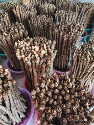 东北黑龙江山野菜刺嫩芽杆(水养)刺老芽