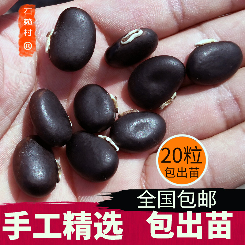 狗爪豆种子猫耳豆狗仔豆狗爪豆种子虎老豆虎爪豆种猫爪豆狗儿豆种,水产肉类/新鲜蔬果/熟食,其它,淘宝优惠券,粉丝福利购,淘宝优惠卷