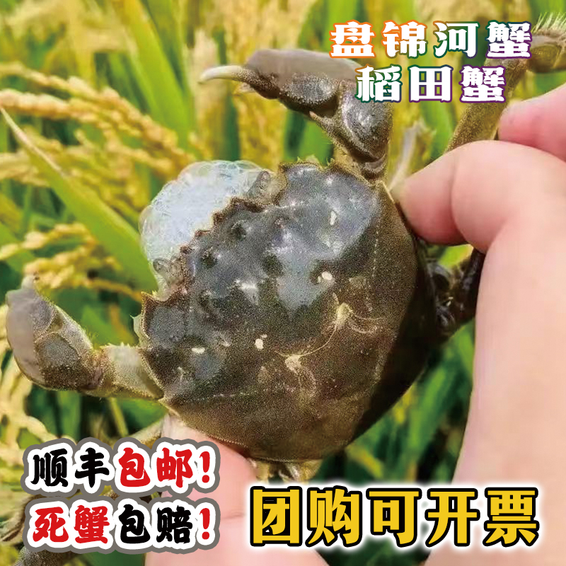 正宗盘锦河蟹 稻田蟹活全母鲜活1两1-1.3两 顺丰空运中秋礼品包邮