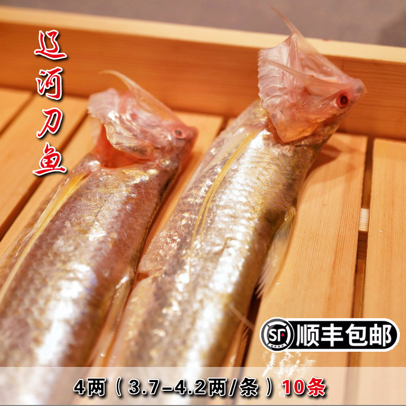 盘锦特产辽河刀鱼新鲜冷冻4两（3.7-4.2两/条）10条毛刀鱼海刀鱼