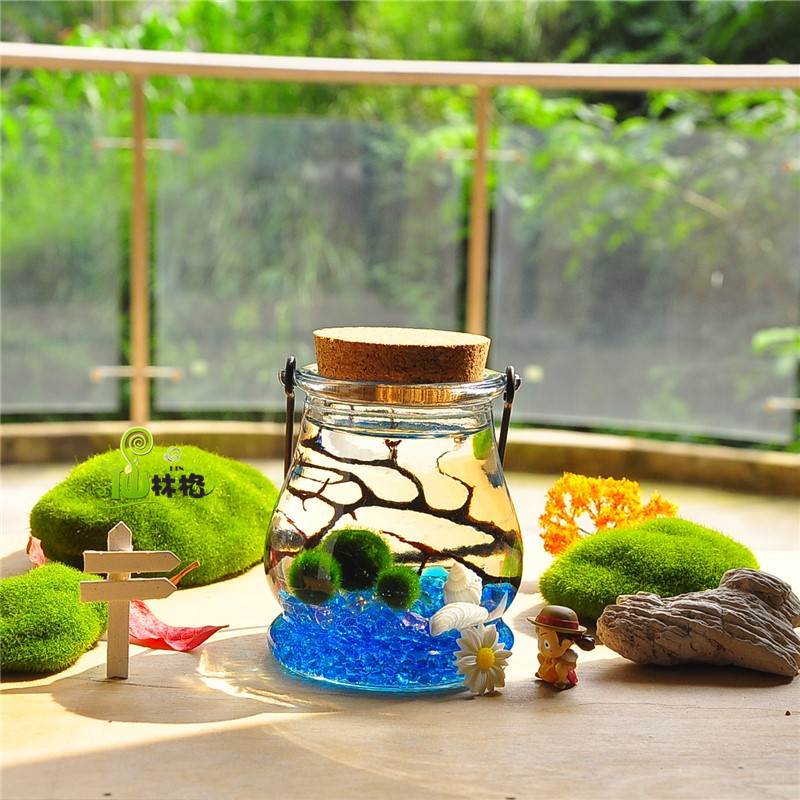 新品日本北海道炸毛marimo海藻球新奇水培盆栽生态瓶创意迷你植物