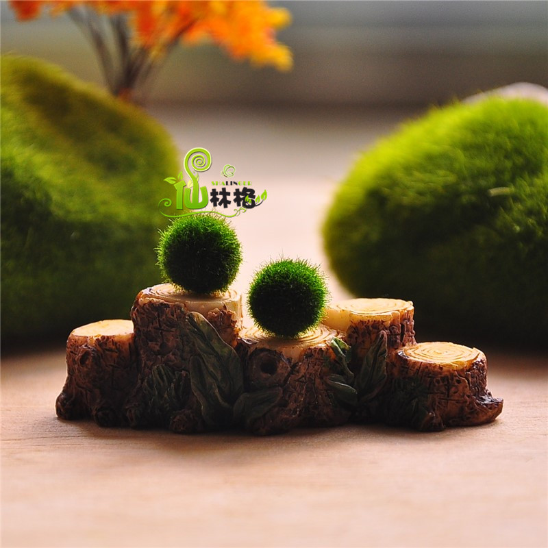 多肉植物marimo海藻球微景观