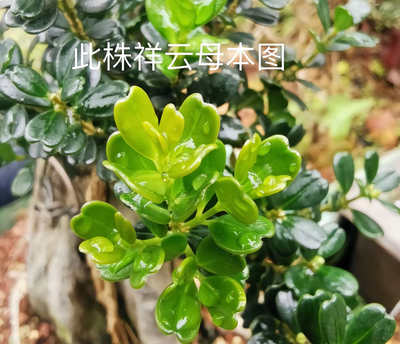 凤米祥云赛珍珠小苗，，大约4叶到6叶小苗发货