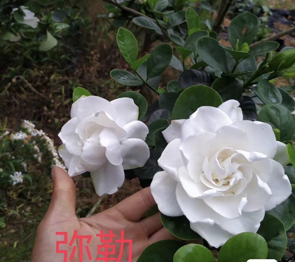 超大花圆叶牡丹弥勒栀子花小苗,稀有品种圆叶大花,奶香味浓