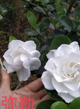 超大花圆叶牡丹弥勒栀子花小苗,稀有品种圆叶大花,奶香味浓