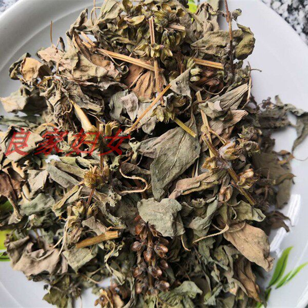 九层塔干金不换植物罗勒叶食用