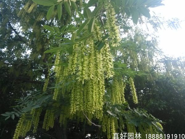 枫杨树苗枫杨木庭院种植绿化行道树风景树苗珍贵苗木绿化苗木工程