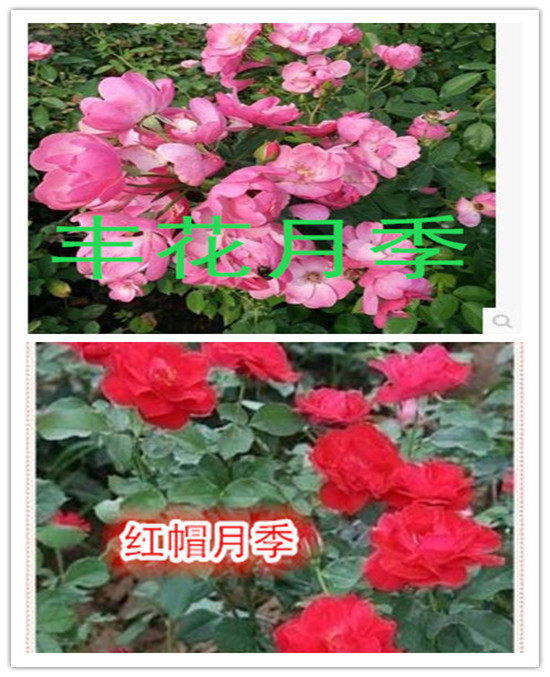 小区绿化工程苗丰花月季红帽月季黄帽月季花色丰富花期长耐寒性强