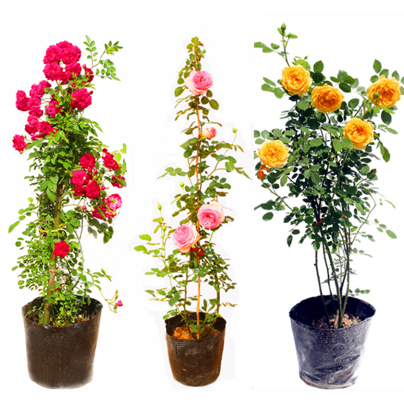 龙沙宝石盆栽蔷薇花苗藤本月季爬藤绿植欧月四季开花大玫瑰苗1米