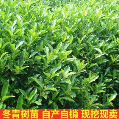 冬青绿化工程黄杨树苗苗大叶苗篱笆围墙苗四季长青北海道