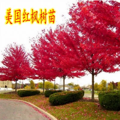 绿化庭院植物 美国红枫树苗珍贵风景树红枫树苗 地载盆栽耐寒植物