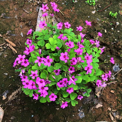 家居庭院地被绿篱宿根花卉红花醡浆草种球红花草四季开花易成活