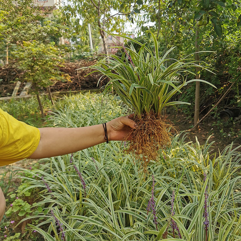 庭院绿植花卉极耐寒玉龙草矮麦冬青叶金边麦冬苗麦冬草兰花三七