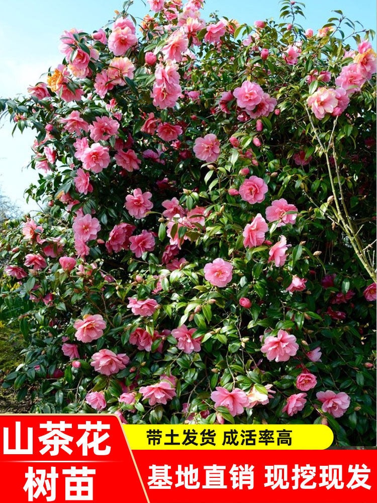 四季山茶花树苗庭院盆栽带花苞浓香型五色赤丹花卉好养室内外绿植