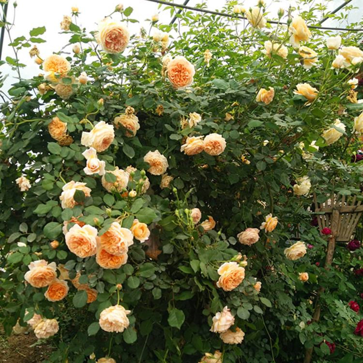 月季克莱尔奥斯汀藤本大花浓香爬藤植物花卉花园多季开花玫瑰