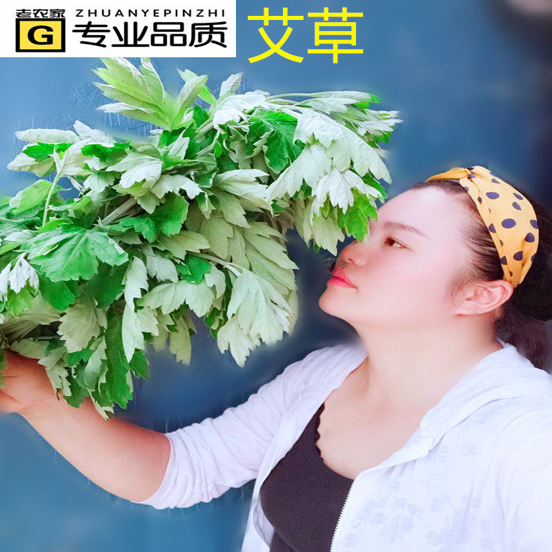 新鲜艾草枝条端午节风俗插香蒲艾桌面绿植
