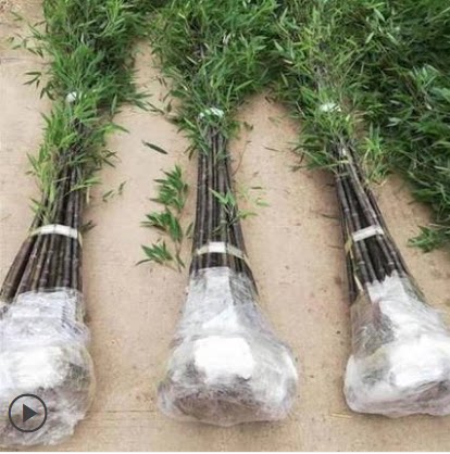 庭院植物金镶玉竹子苗紫竹苗早园