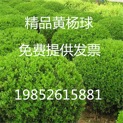 庭院绿篱植物小叶黄杨树苗瓜子黄杨球红叶石楠苗石楠球四季长青