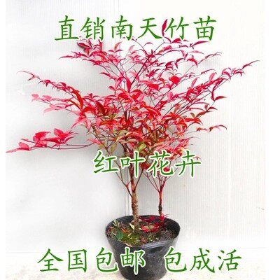 庭院观赏植物 红叶植物 南天竹苗 盆景盆栽竹子红天竹苗