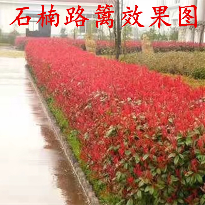 红叶石楠树苗四季常青庭院别墅绿化苗木盆栽红罗宾篱笆苗景观包邮