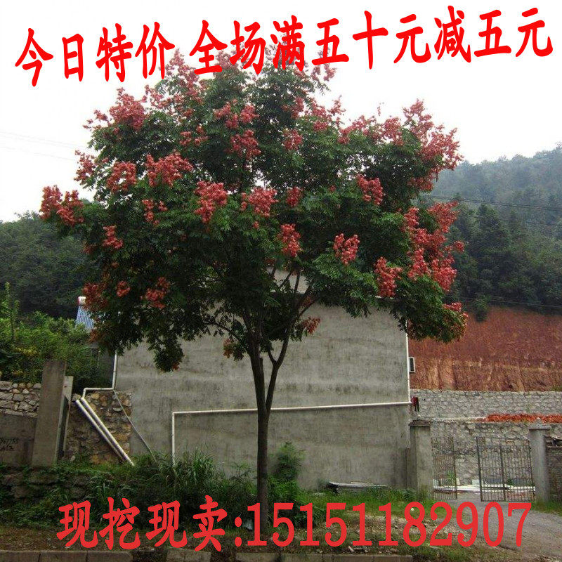 栾树大树苗园林绿化树苗行道树黄山栾北京栾南方北方种植当年开花