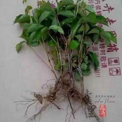 攀援爬藤植物美国五叶地锦，爬山虎大苗--爬藤红叶爬墙虎，常青藤