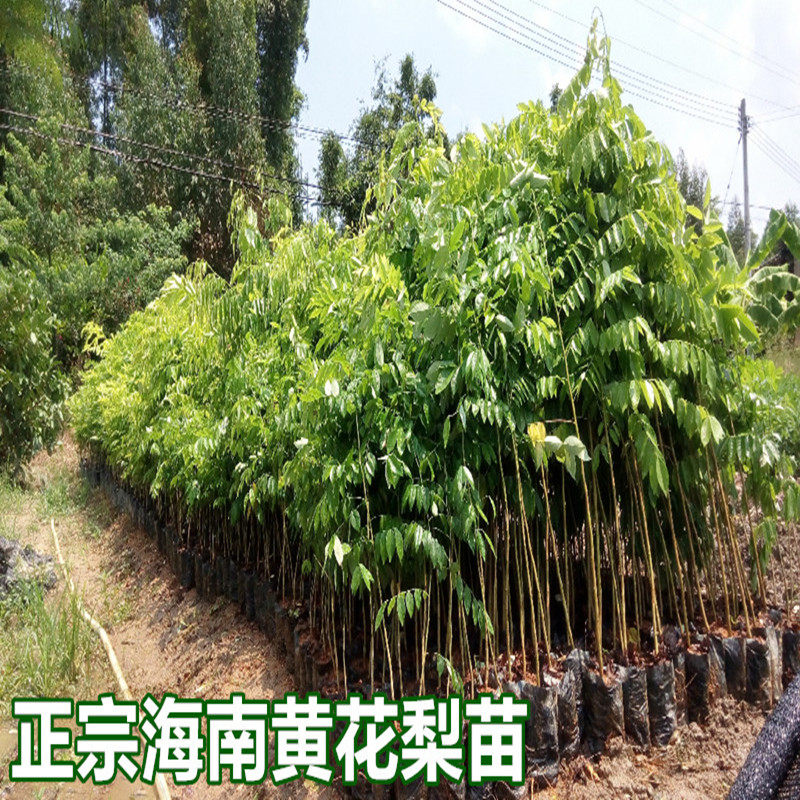 名贵苗木正宗海南黄花梨树苖黄花梨苗降香黄檀红木黄花梨地栽盆栽