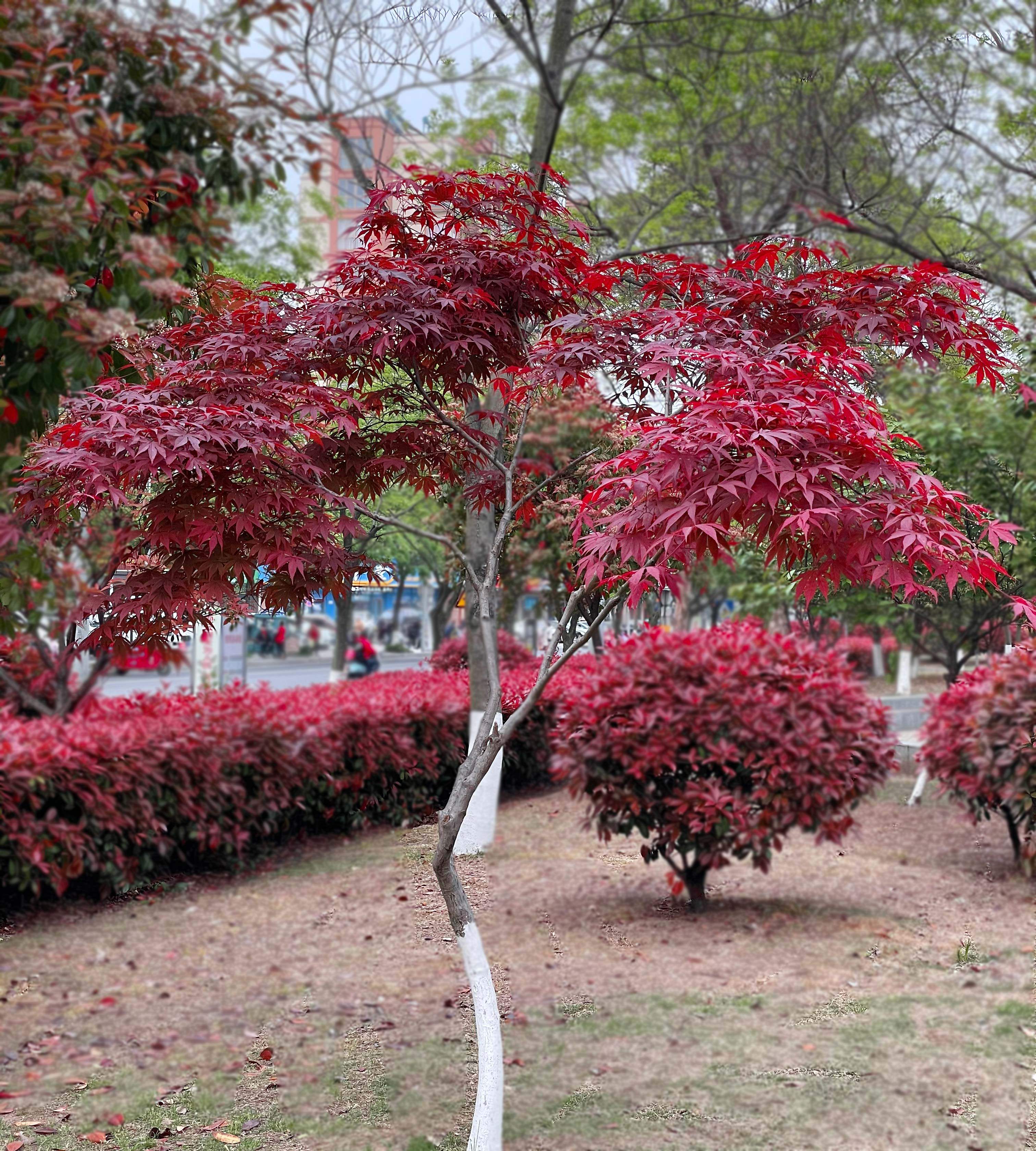 红枫树苗日本红枫红舞姬中国三季红红枫庭院别墅道路绿化美国红枫