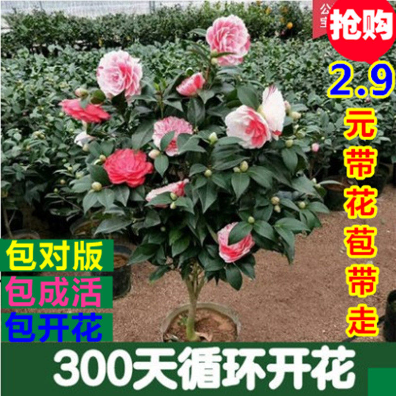 新品嫁接五色赤丹茶花苗名贵品种十八学士山茶花树苗盆栽茶花苗