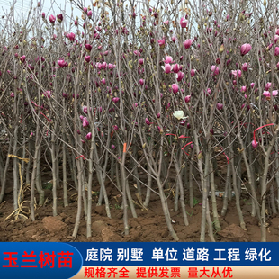 四季庭院玉兰树苗红玉兰白玉兰花盆栽紫玉兰黄玉兰耐冻绿化风景树