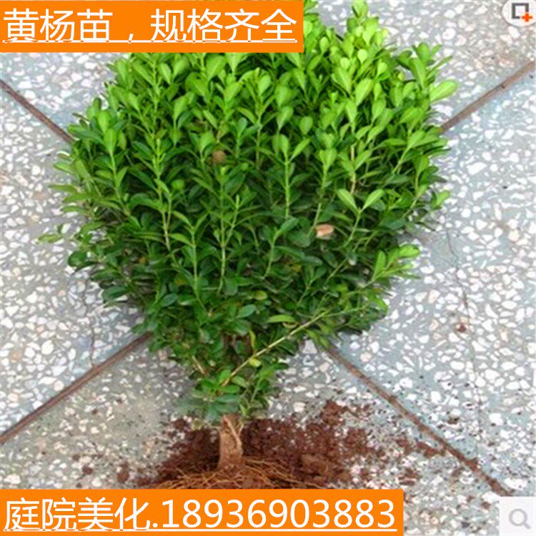 园林绿化树苗南方北方种植小叶黄杨苗瓜子黄杨庭院地栽盆栽黄杨球