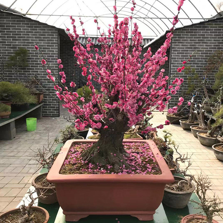 红梅盆栽居家观赏梅花老桩盆栽耐寒植物红梅盆景红梅绿梅骨里红