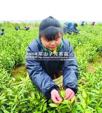 新茶碧螺春茶叶苗 浙江碧螺春茶树苗 碧螺春苗茶叶苗西湖龙井苗