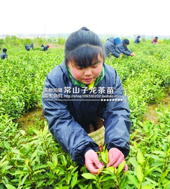 新茶碧螺春茶叶苗浙江碧螺春茶树苗碧螺春苗茶叶苗西湖龙井苗