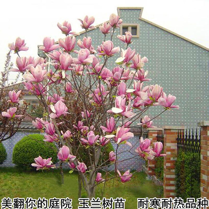 玉兰树苗玉堂春树苗红玉兰紫玉兰带花苞绿化庭院植物树苗盆栽耐寒