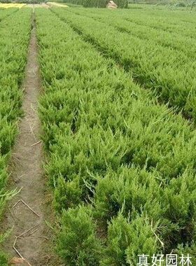 小龙柏树苗绿化苗木庭院种植绿化工程用苗龙柏苗常绿松柏龙柏苗