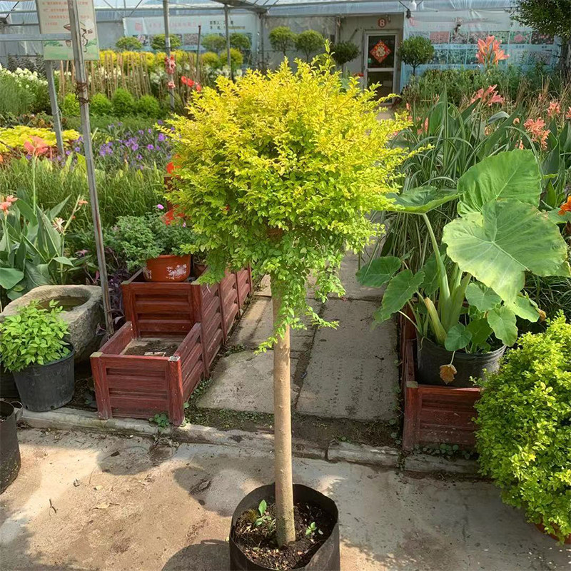 棒棒糖亮金女贞花镜植物庭院造型观叶植物四季常绿彩叶阳台盆栽