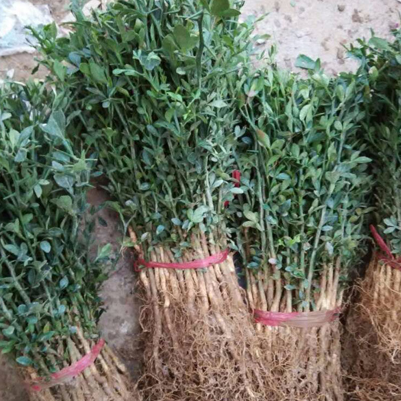 庭院护院带刺花卉植物枳壳苗铁篱笆苗枸橘苗绿篱带刺防盗树苗