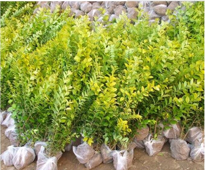 金叶女贞扦插小苗绿化工程苗北方耐寒庭院花园观叶绿篱植物花灌木