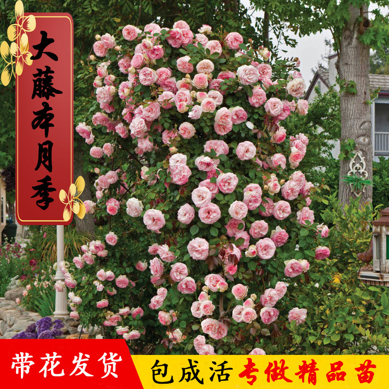 爬藤月季大苗蔷薇花苗浓香特大藤本莫奈月季天狼盆栽地栽四季开花图片